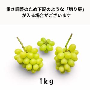 【家庭用】シャインマスカット 1kg 長野県産...の詳細画像4