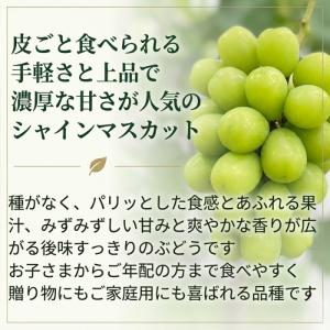 【家庭用】シャインマスカット 2kg 長野県産...の詳細画像1