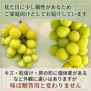 【家庭用】シャインマスカット 2kg 長野県産...の詳細画像3