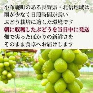 【家庭用】シャインマスカット 4kg 長野県産...の詳細画像2