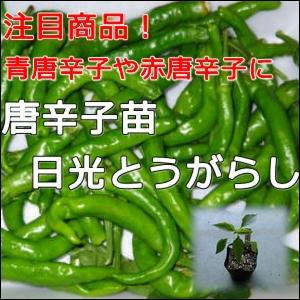 野菜苗唐辛子苗 日光とうがらし 5セット 9cmポット メール便対応出来ません Mae18 ヤマシチ 通販 Yahoo ショッピング