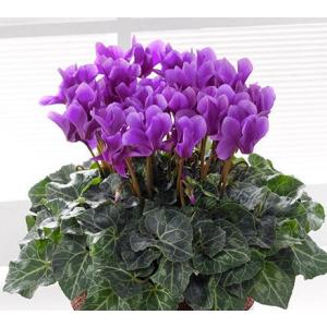 シクラメン　セレナーディア「アロマブルー」（５寸）