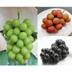 【旬のぶどう】詰合せ1.5ｋｇ箱（３房前後）シャインマスカット＋1-2品種入　山梨県南アルプス市「山の果樹園」栽培（９月下旬頃発送予定）