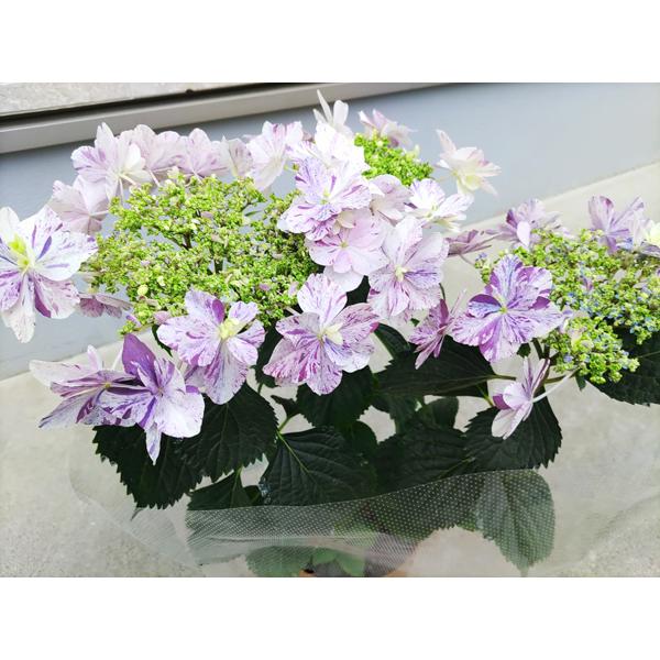 紫陽花（絞り/白×紫）「衣純千織」５号鉢【送料無料】
