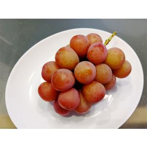 【クイーンニーナ】種なしぶどう２ｋｇ箱（４房前後）　山梨県南アルプス市「山の果樹園」栽培（９月中〜下旬頃発送予定）