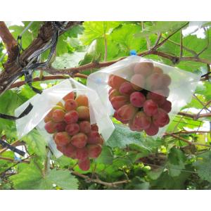 ※限定販売※山梨産「バイオレットキング」ぶどう...の詳細画像1