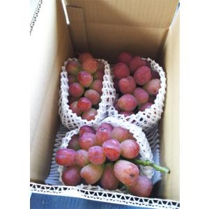※限定販売※山梨産「バイオレットキング」ぶどう...の詳細画像4