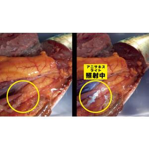 Hapyson YF-980 アニサキスライト...の詳細画像1