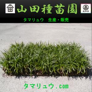 玉竜 タマリュウ たまりゅう4枚【タマリュウ....の詳細画像1