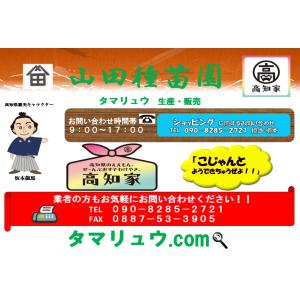 玉竜 タマリュウ たまりゅう4枚【タマリュウ....の詳細画像2