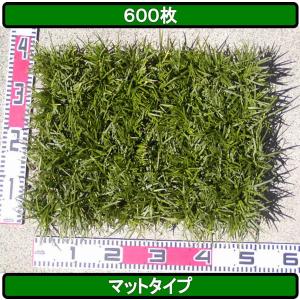 玉竜 タマリュウ たまりゅう６００枚【タマリュウ.com】