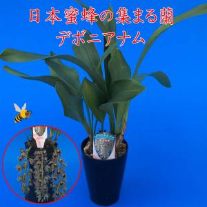 デボニアナム 花芽3本付 4号鉢、 金稜辺（キンリョウヘン）と同様に日本蜜蜂（ミツバチ）を呼びます 分蜂 捕獲 Cym.devonianum
