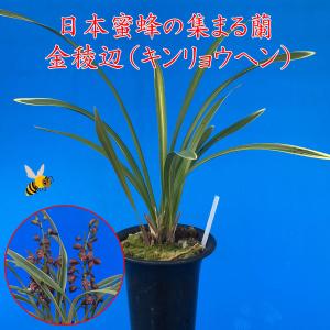 金稜辺(キンリョウヘン) 斑入り葉 つぼみ1本付株 4号鉢、日本 金稜辺(キンリョウヘン) 斑入り葉 つぼみ1本付株 4号鉢、日本