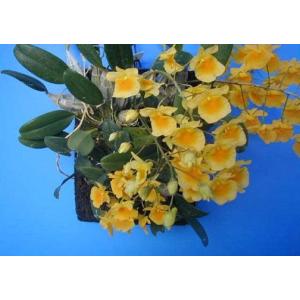 デンドロビウム 原種の商品一覧 通販 Yahoo ショッピング