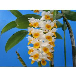 デンドロビウム 原種の商品一覧 通販 Yahoo ショッピング