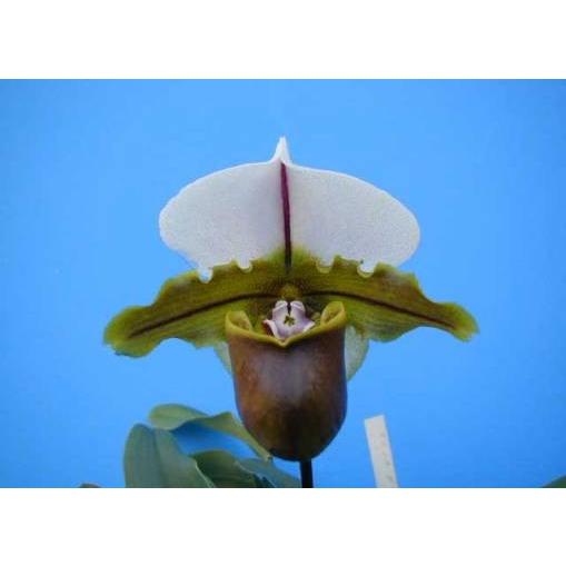 Paph.Bruno‘Model’ (ブルーノ‘モデル’) BS 花なし株 パフィオペディラム交配種