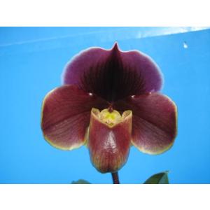 Paph.Orchilla ‘Chilton’ (オルチラ ‘チルトン’) BS 花なし株 パフィオペディラム交配種｜yamadaranen