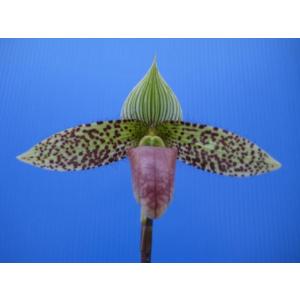 Paph.sukhakulii (サクハクリー)...の商品画像