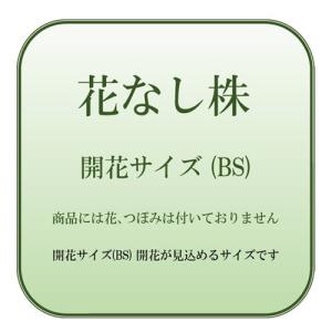 Paph.sukhakulii (サクハクリー...の詳細画像2