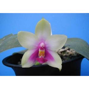 Phal.violacea,Borneo Type (ビオラセア ボルネオタイプ) BS ファレノプシス原種 (販売期間4月〜11月)