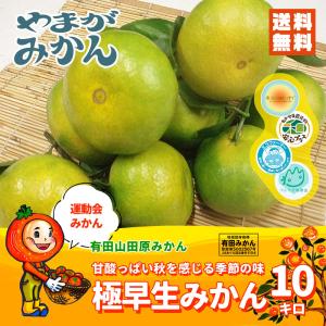 ほんのり 極早生みかん 10ｋｇ　化学肥料不使用 減農薬 和歌山有田山田原みかん やまがみかん園 送料無料