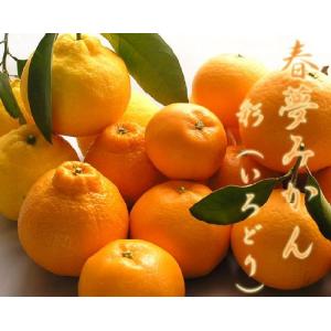 【送料無料】　春柑橘　詰合　彩（いろどり） ５ｋｇ箱