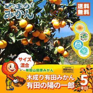 有田みかん 木成り有田の陽の一郎 (ありだのひの...の商品画像