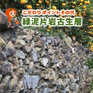 有田みかん 木成り有田の陽の一郎 (ありだのひ...の詳細画像3