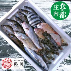 ふるさと納税 旬の鮮魚等 京都府 - 訳あり 京都舞鶴 鮮魚 ふるさと納税 旬の鮮魚等 京都府 - 訳あり 京都舞鶴 鮮魚
