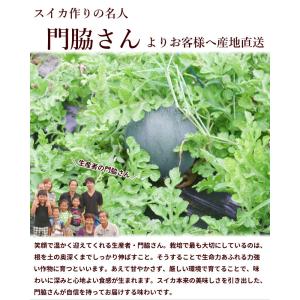 【SALE/10%引き】スイカ 羅王 ザ・スィ...の詳細画像2