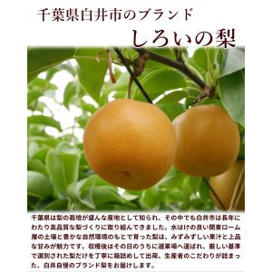 【SALE/10%引き】千葉県産 しろいの梨 ...の詳細画像2