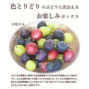 ぶどう 山形県産 カラフルパレット 1kg 3...の詳細画像1