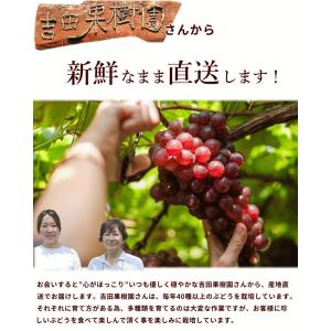 ぶどう 山形県産 カラフルパレット 1kg 3...の詳細画像4
