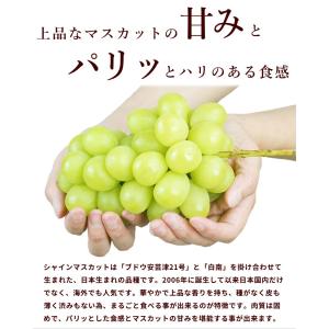 ぶどう 長野県産 小布施屋 シャインマスカット...の詳細画像1