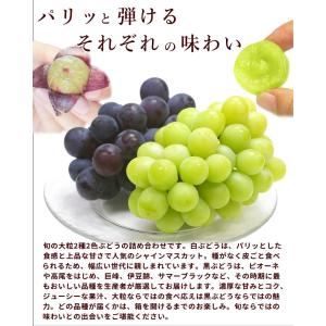 ぶどう 黒ぶどう 白ぶどう 2種セット 詰め合...の詳細画像1