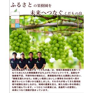 ぶどう 黒ぶどう 白ぶどう 2種セット 詰め合...の詳細画像4