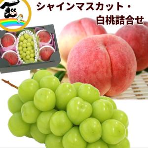 【SALE/10％引き】シャインマスカット 白桃 詰め合わせ 山形県産 秀品 1房 約500g 桃4玉 ギフト 贈答 お中元 送料無料 フルーツ