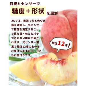 【がんばろうふくしま】福島県産 白桃 ミスピー...の詳細画像1
