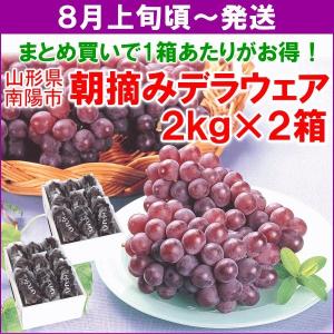 ぶどう デラウェア 8月上旬頃から発送・山形県南陽市産「朝摘...