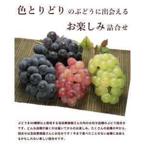 ぶどう 山形県産 3色詰め合わせ 2kg 秀品...の詳細画像1