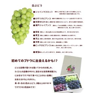 ぶどう 山形県産 3色詰め合わせ 2kg 秀品...の詳細画像3
