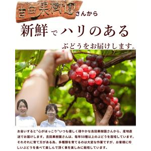 ぶどう 山形県産 3色詰め合わせ 2kg 秀品...の詳細画像4