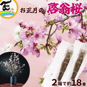 【年内お届け】啓翁桜 山形 正月桜 約60〜80...の商品画像