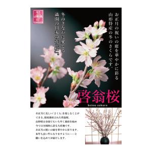 【年内お届け】啓翁桜 山形 正月桜 約60〜8...の詳細画像1