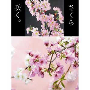 【年内お届け】啓翁桜 山形 正月桜 約60〜8...の詳細画像3
