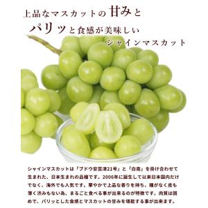 ぶどう 山形県産 ピオーネ シャインマスカット...の詳細画像2