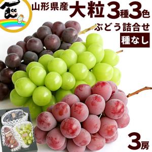 ぶどう シャインマスカット 3種3色 詰め合わせ 山形県産 秀品 550g×3房 種なし 大粒 赤ぶどう 黒ぶどう おまかせ ギフト 贈答 お取り寄せ hinataぶどう園