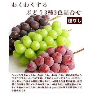 ぶどう シャインマスカット 3種3色 詰め合わ...の詳細画像1