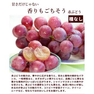 ぶどう シャインマスカット 3種3色 詰め合わ...の詳細画像3