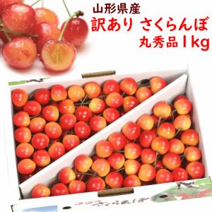 セール さくらんぼ 訳あり 佐藤錦 紅秀峰 山形県産 訳ありさくらんぼ 1kg バラ詰 Mサイズ以上 丸秀品 ご家庭用 品種おまかせ 6月中旬頃から発送 送料込